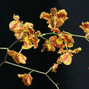Онцидиум: характеристика видов, условия выращивания