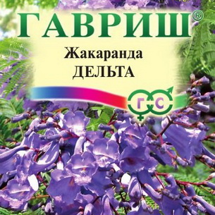 Жакаранда: особенности выращивания в домашних условиях