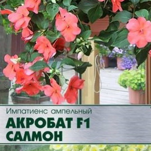 Импатиенс ампельный: лучшие сорта, как вырастить