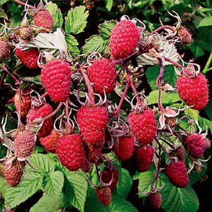 Описание лучших сортов малины