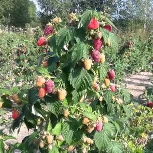 Описание лучших сортов малины