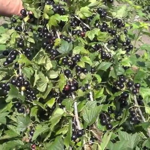 Смородина черная: описание сортов, размножение и обрезка