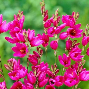 Иксия: виды и сорта, как выращивать в саду
