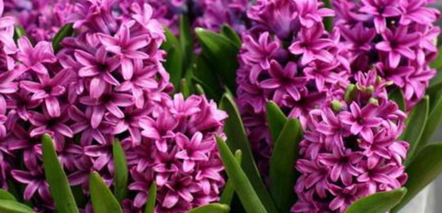 Эндимион: виды и сорта, советы по разведению