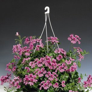 Пеларгония плющелистная: лучшие сорта, правила разведения