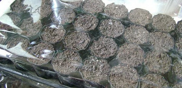 Пеларгония плющелистная: лучшие сорта, правила разведения