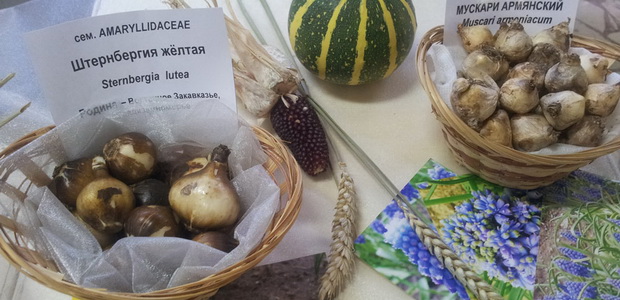 Штернбергия: характеристика видов, выращивание в саду