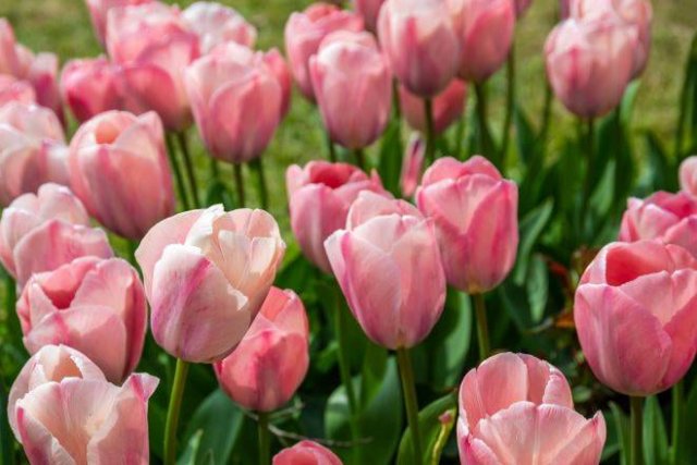 15 очаровательных сортов тюльпанов, которые нужно посадить этой осенью