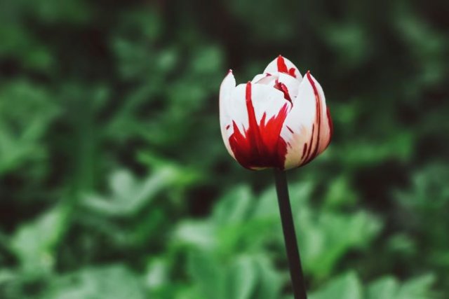 15 очаровательных сортов тюльпанов, которые нужно посадить этой осенью