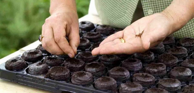 Диасция: виды и сорта, советы по разведению