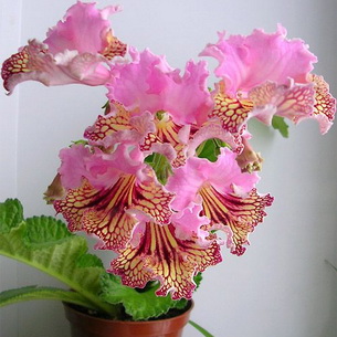 Комнатные растения семейства Геснериевые: виды и уход