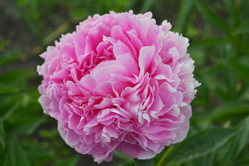 Грацилла (Paeonia Graciella)