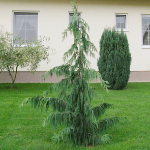 Кипарисовик &ndash; хвойное растение