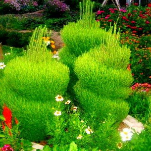 КОХИЯ ИЛИ ЛЕТНИЙ КИПАРИС
