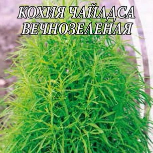 КОХИЯ ИЛИ ЛЕТНИЙ КИПАРИС