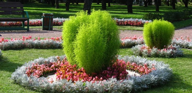 КОХИЯ ИЛИ ЛЕТНИЙ КИПАРИС