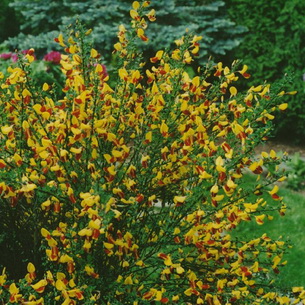 Ракитник