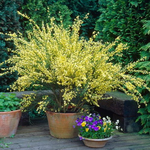 Ракитник