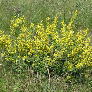 Ракитник