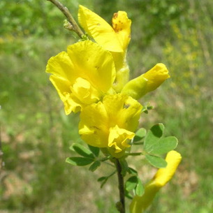 Ракитник