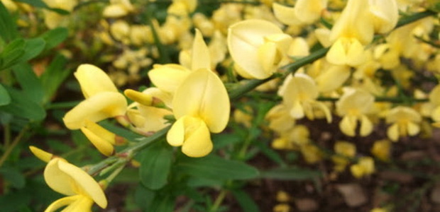 Ракитник