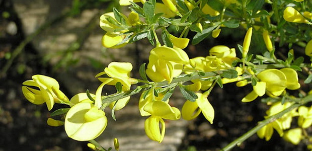 Ракитник