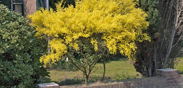 Ракитник