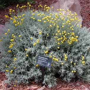 Сантолина