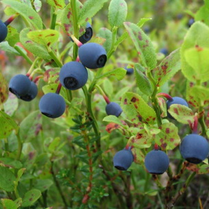 Черника (Vaccinium myrtillus) на садовом участке