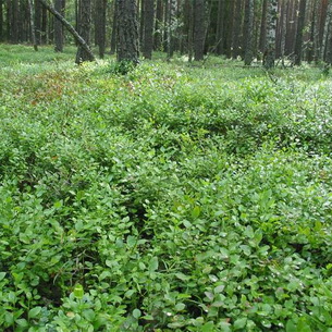 Черника (Vaccinium myrtillus) на садовом участке