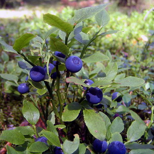 Черника (Vaccinium myrtillus) на садовом участке