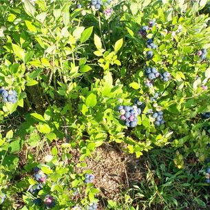 Черника (Vaccinium myrtillus) на садовом участке
