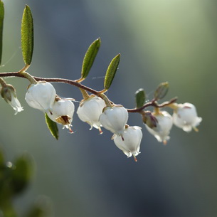 Черника (Vaccinium myrtillus) на садовом участке