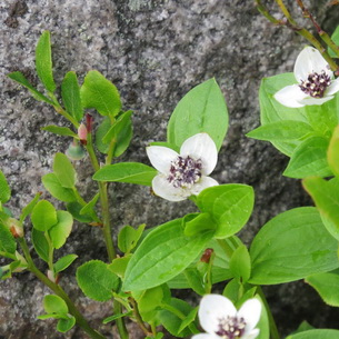 Черника (Vaccinium myrtillus) на садовом участке