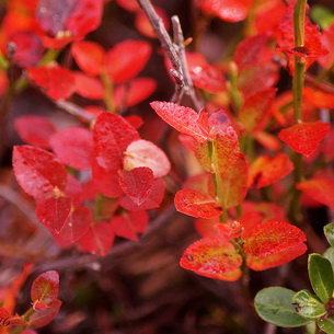 Черника (Vaccinium myrtillus) на садовом участке