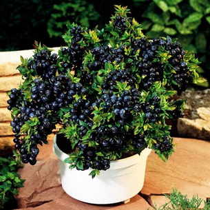 Черника (Vaccinium myrtillus) на садовом участке