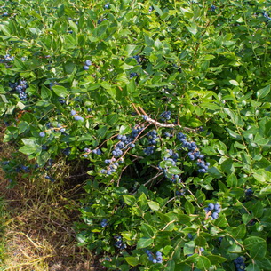 Черника (Vaccinium myrtillus) на садовом участке