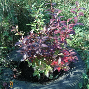 Черника (Vaccinium myrtillus) на садовом участке