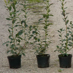 Черника (Vaccinium myrtillus) на садовом участке