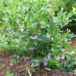 Черника (Vaccinium myrtillus) на садовом участке
