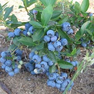 Черника (Vaccinium myrtillus) на садовом участке