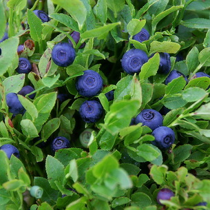 Черника (Vaccinium myrtillus) на садовом участке