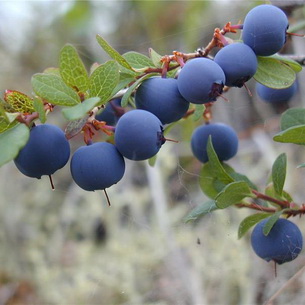 Черника (Vaccinium myrtillus) на садовом участке