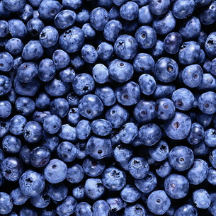 Черника (Vaccinium myrtillus) на садовом участке
