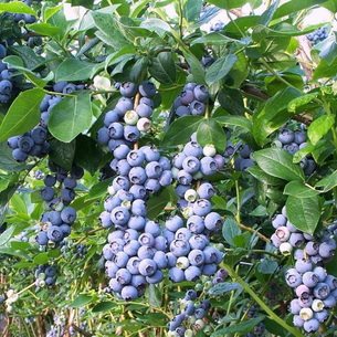 Черника (Vaccinium myrtillus) на садовом участке