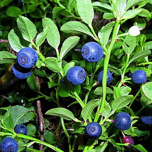 Черника (Vaccinium myrtillus) на садовом участке