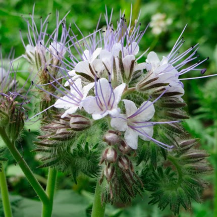Серебристая фацелия (Phacelia argentea)