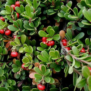 Трава толокнянка или медвежьи ушки (Агctostaphylos uva-ursi)
