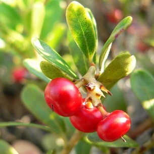 Трава толокнянка или медвежьи ушки (Агctostaphylos uva-ursi)