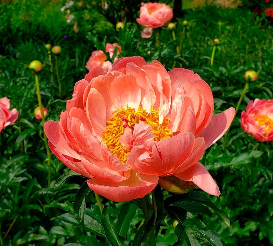 Коралл Шарм (Coral Charm)